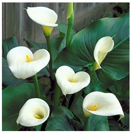 Searching For My Some Kind of B...